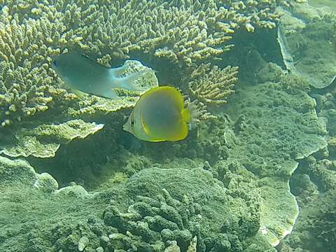 صورة Chaetodon aureofasciatus Macleay 1878