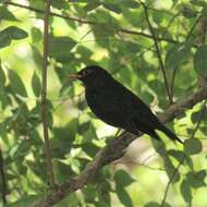 Image of Chinese Blackbird