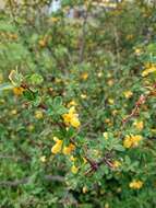 Image of Magellan barberry