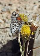 Image of Argyrophorus