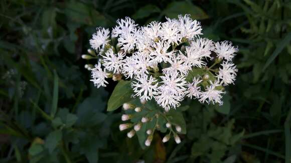 Image of Golden vernonia