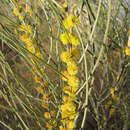 Image of Curly-bark Wattle