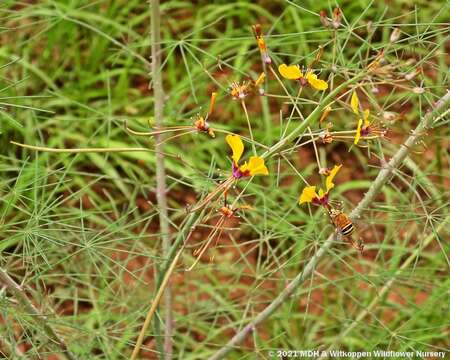 Image of Coalisina angustifolia (Forsk.) Rafin.