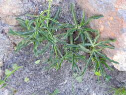 Image of Lichtensteinia trifida var. trifida