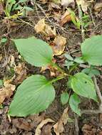 Imagem de Hosta ventricosa Stearn