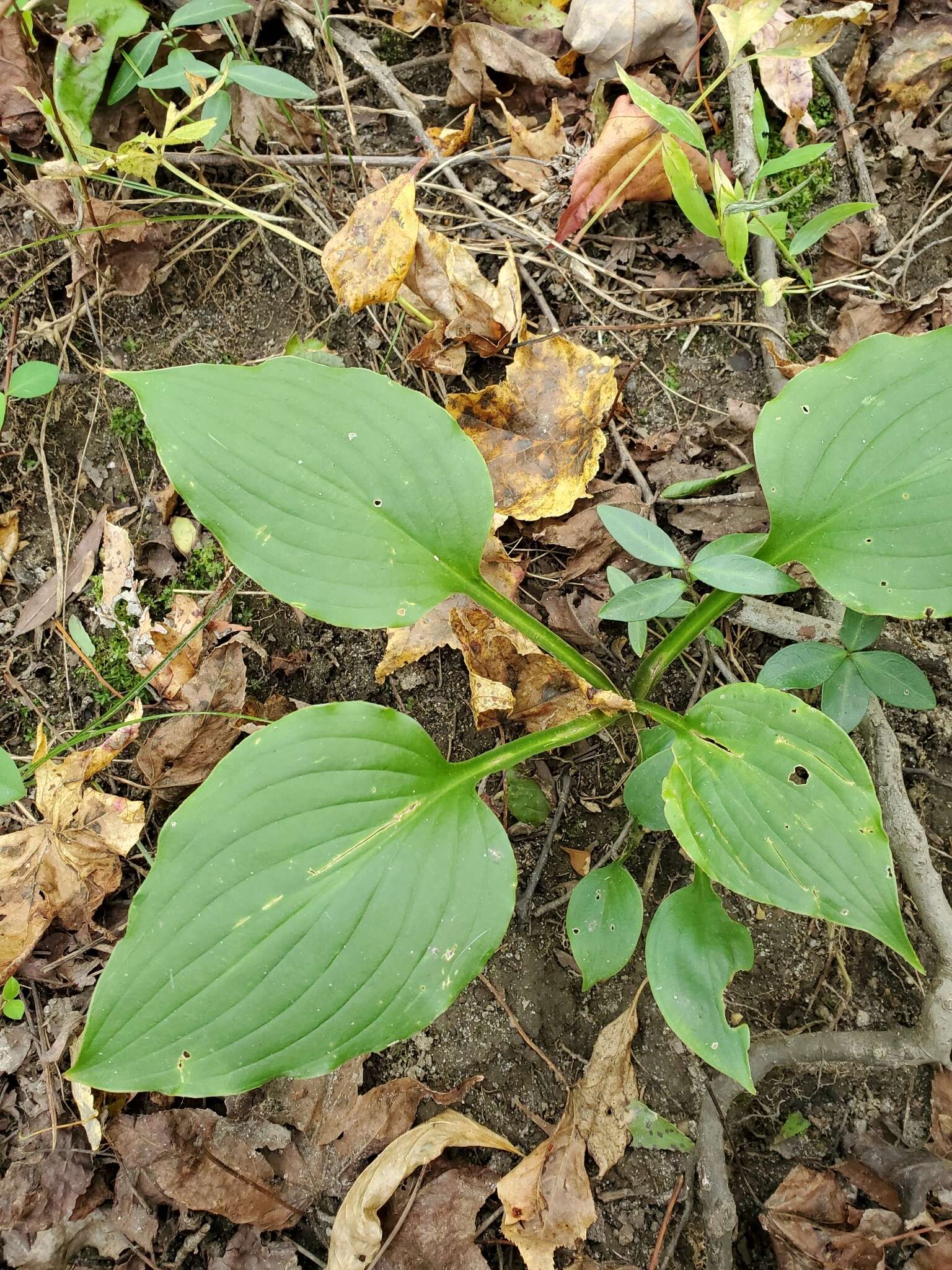 Imagem de Hosta ventricosa Stearn