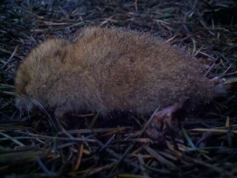 Image of Red Tree Vole