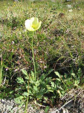 Papaver lapponicum (A. Tolmatch.) Nordh. resmi