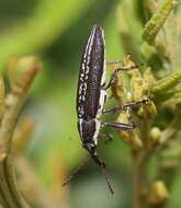 Imagem de Rhinotia brunnea (Boisduval 1835)