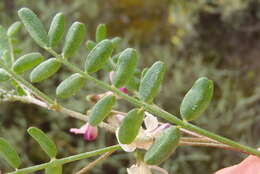Image of Lessertia annularis Burch.