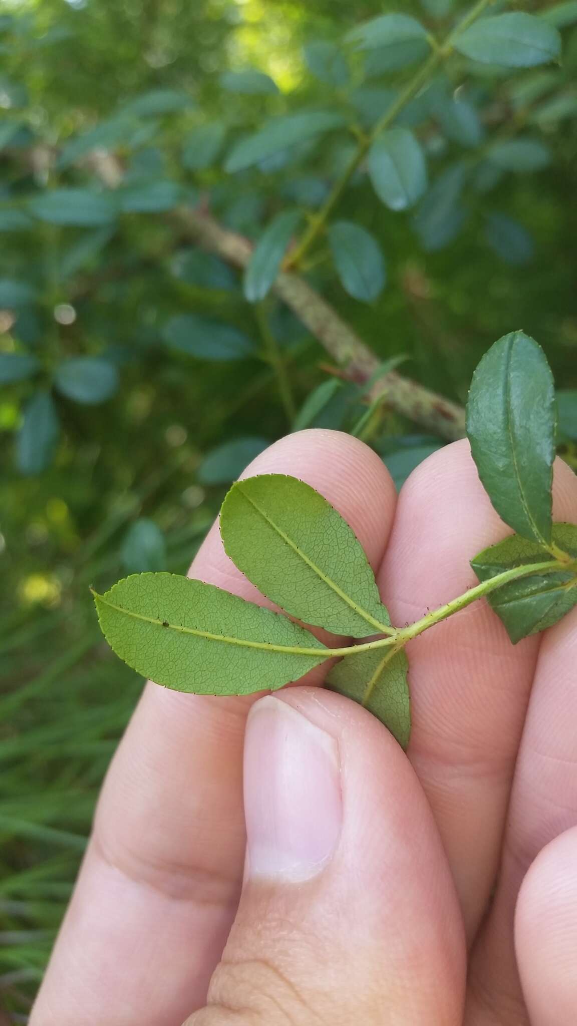 Imagem de Rosa bracteata J. C. Wendl.