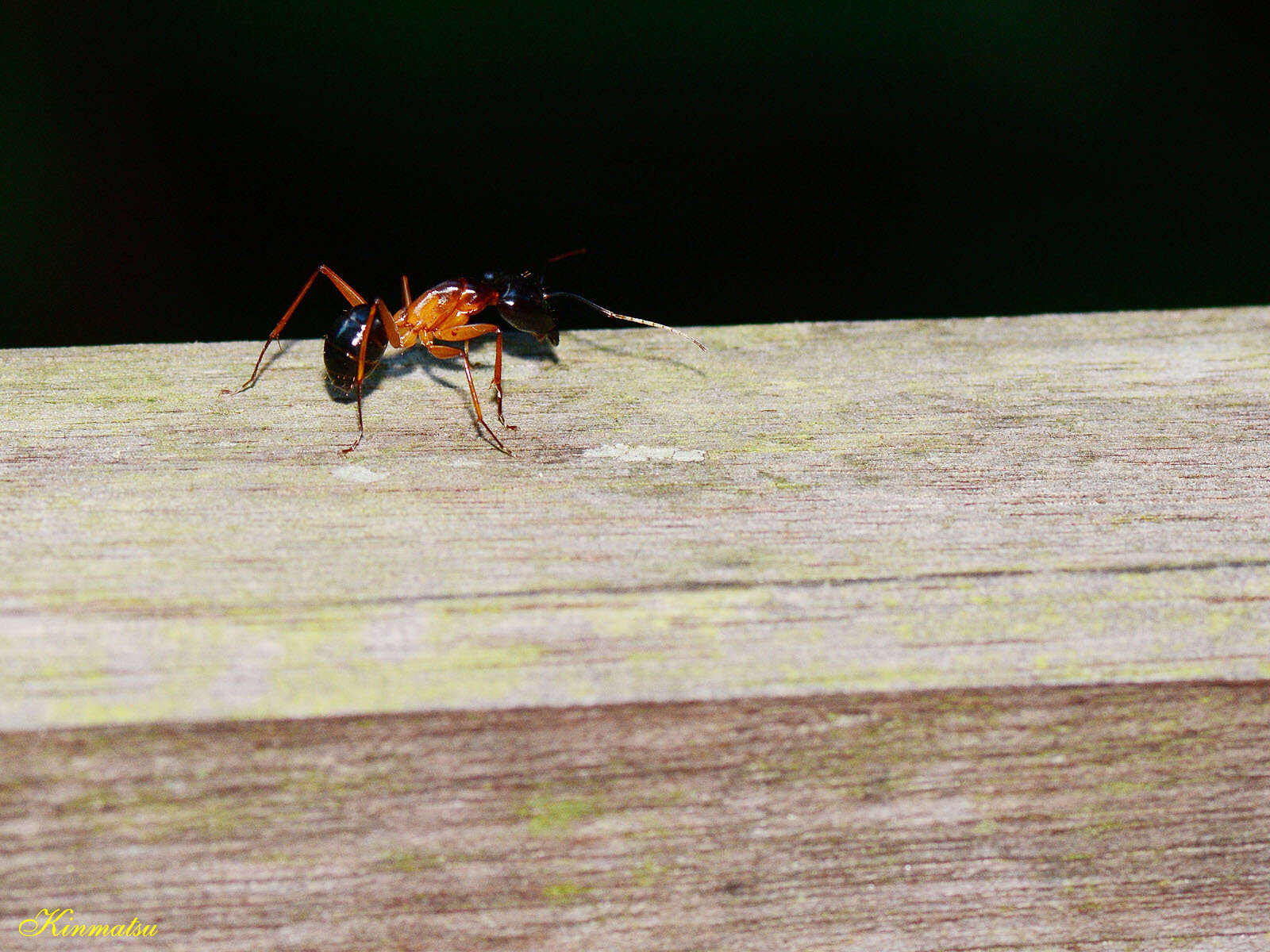 Plancia ëd Camponotus festinus (Smith 1857)