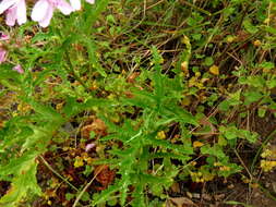 Imagem de Pelargonium glutinosum (Jacq.) L'Her.