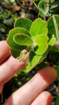 Image of whitehair manzanita