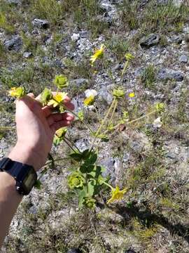 Image de Silphium glutinosum J. R. Allison