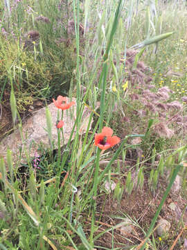 Image of Mediterranean Poppy