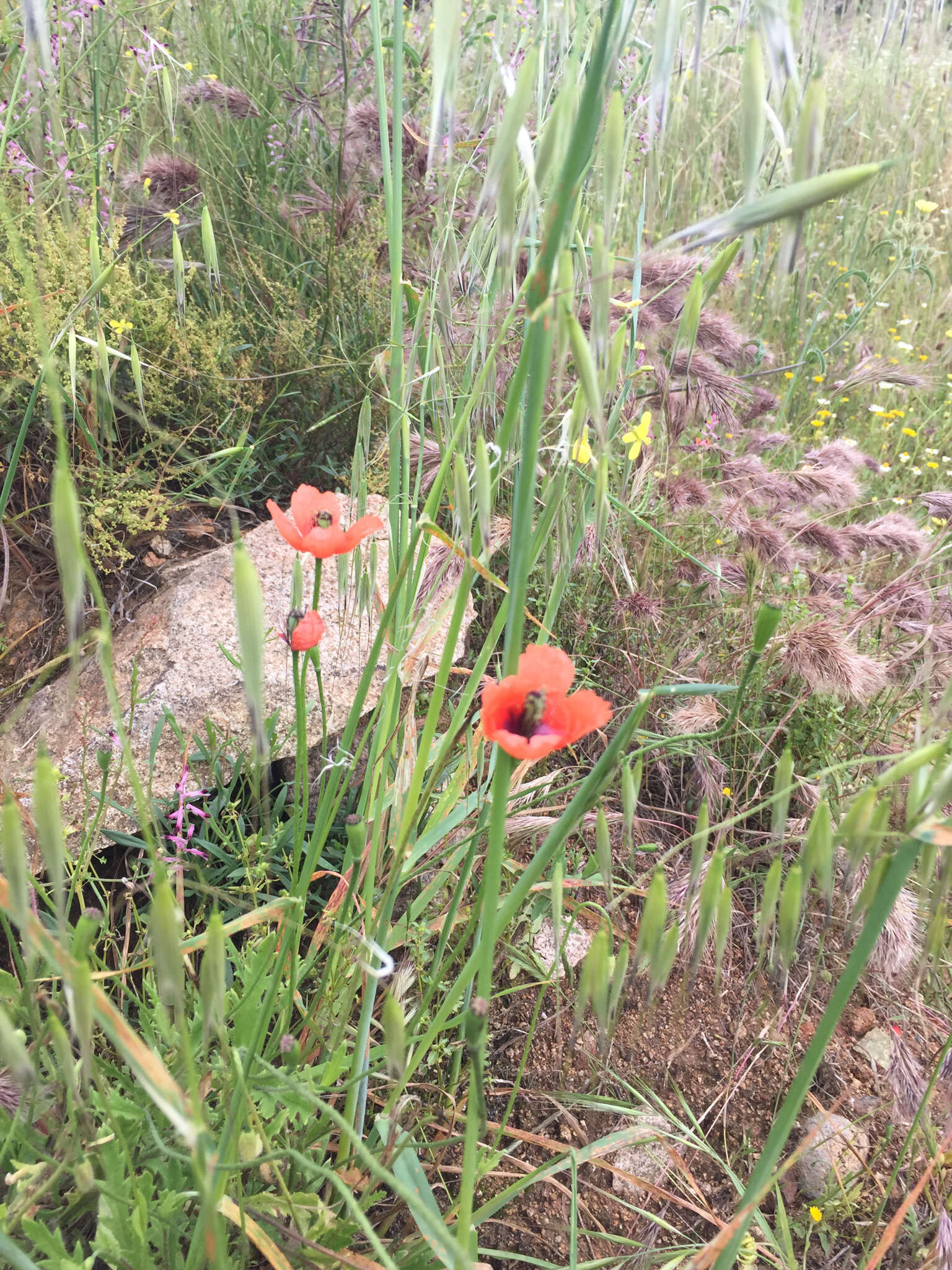 Image of Mediterranean Poppy