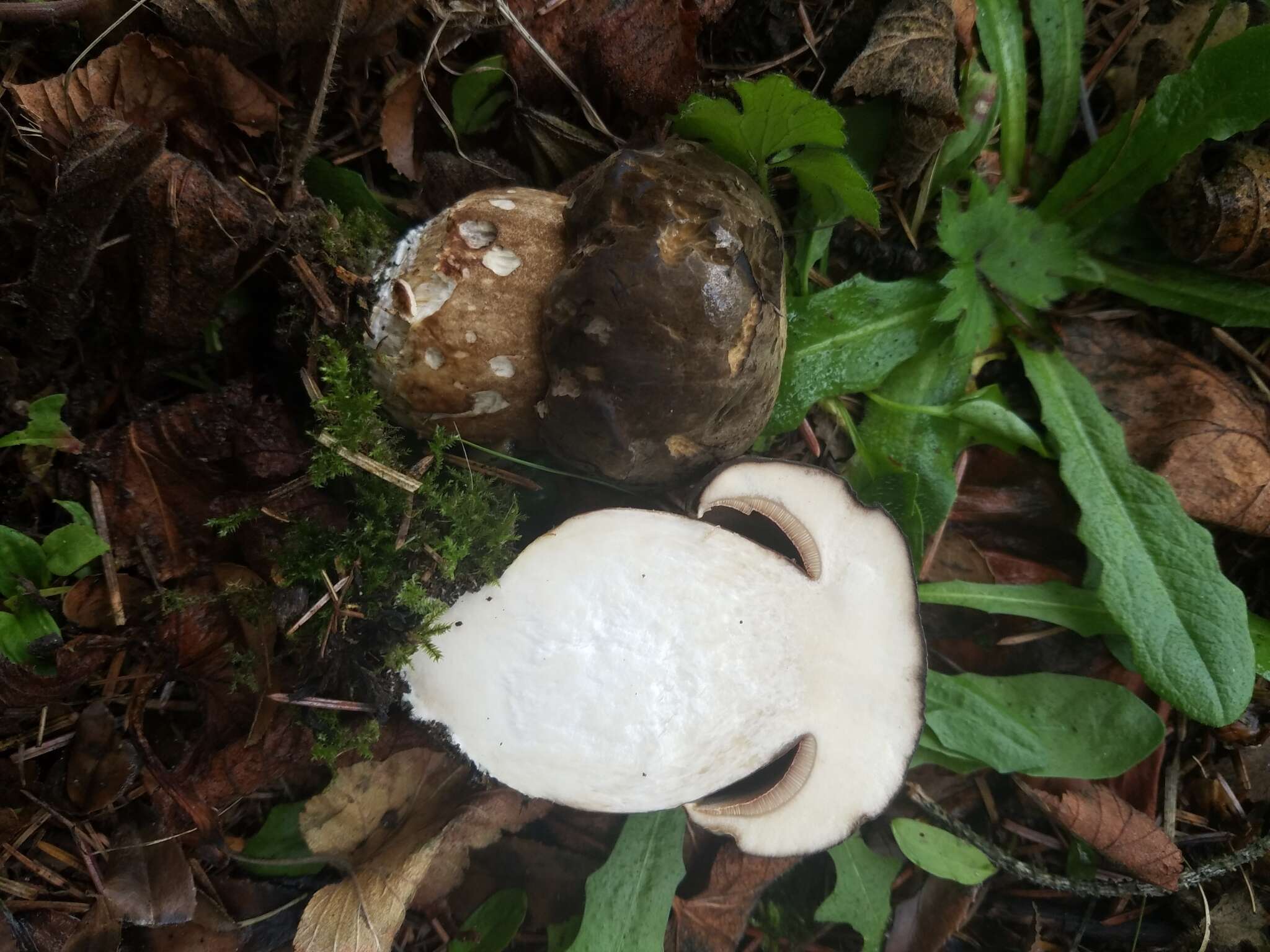 Image of Porphyrellus porphyrosporus (Fr. & Hök) E.-J. Gilbert 1931