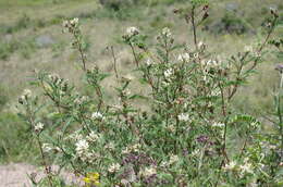 Image of Astragalus garbancillo Cav.