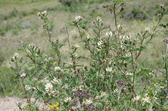 صورة Astragalus garbancillo Cav.