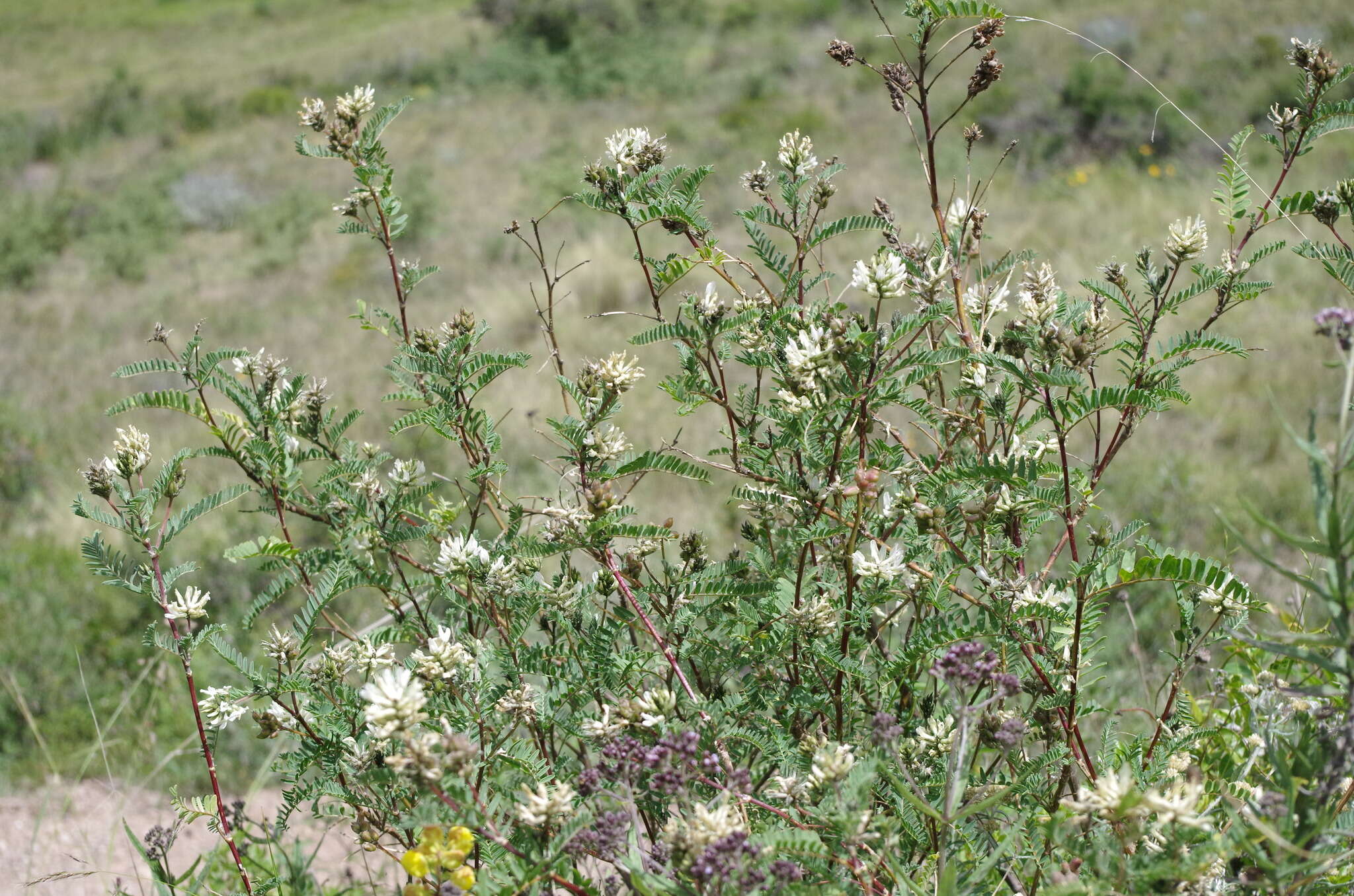 Imagem de Astragalus garbancillo Cav.