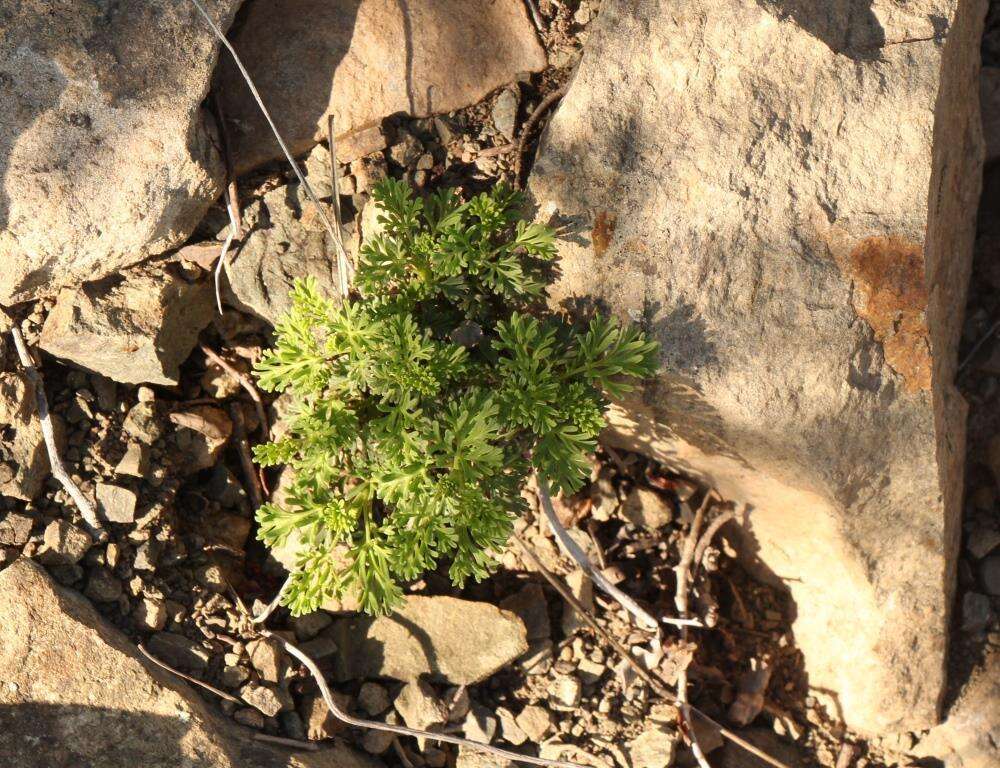 Image of Pelargonium exhibens P. Vorster