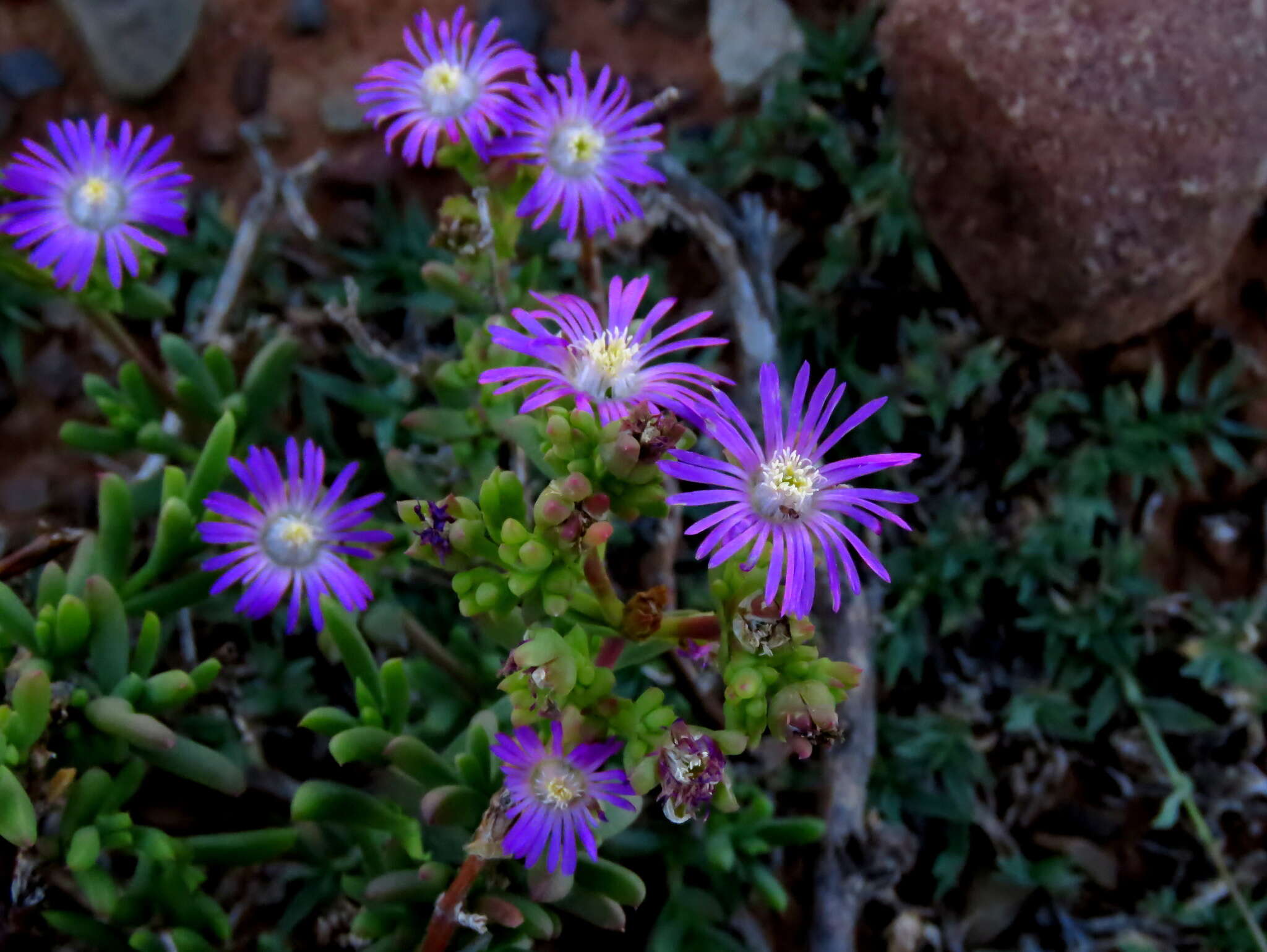 Image of Delosperma peersii Lavis