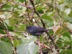 Image of Slaty Flower-piercer