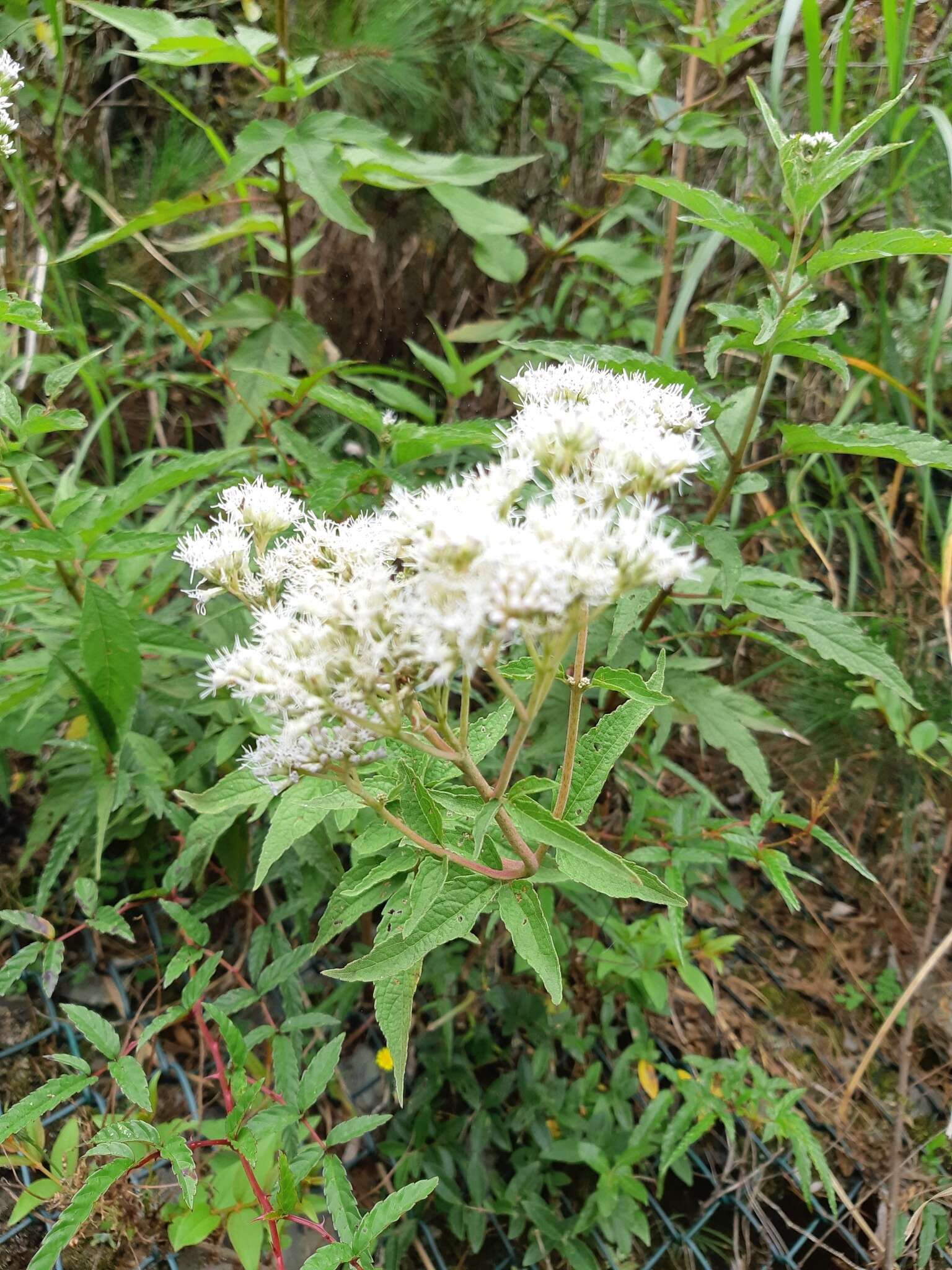 Image of Eupatorium formosanum Hayata