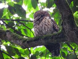 Image of Fulvous Owl