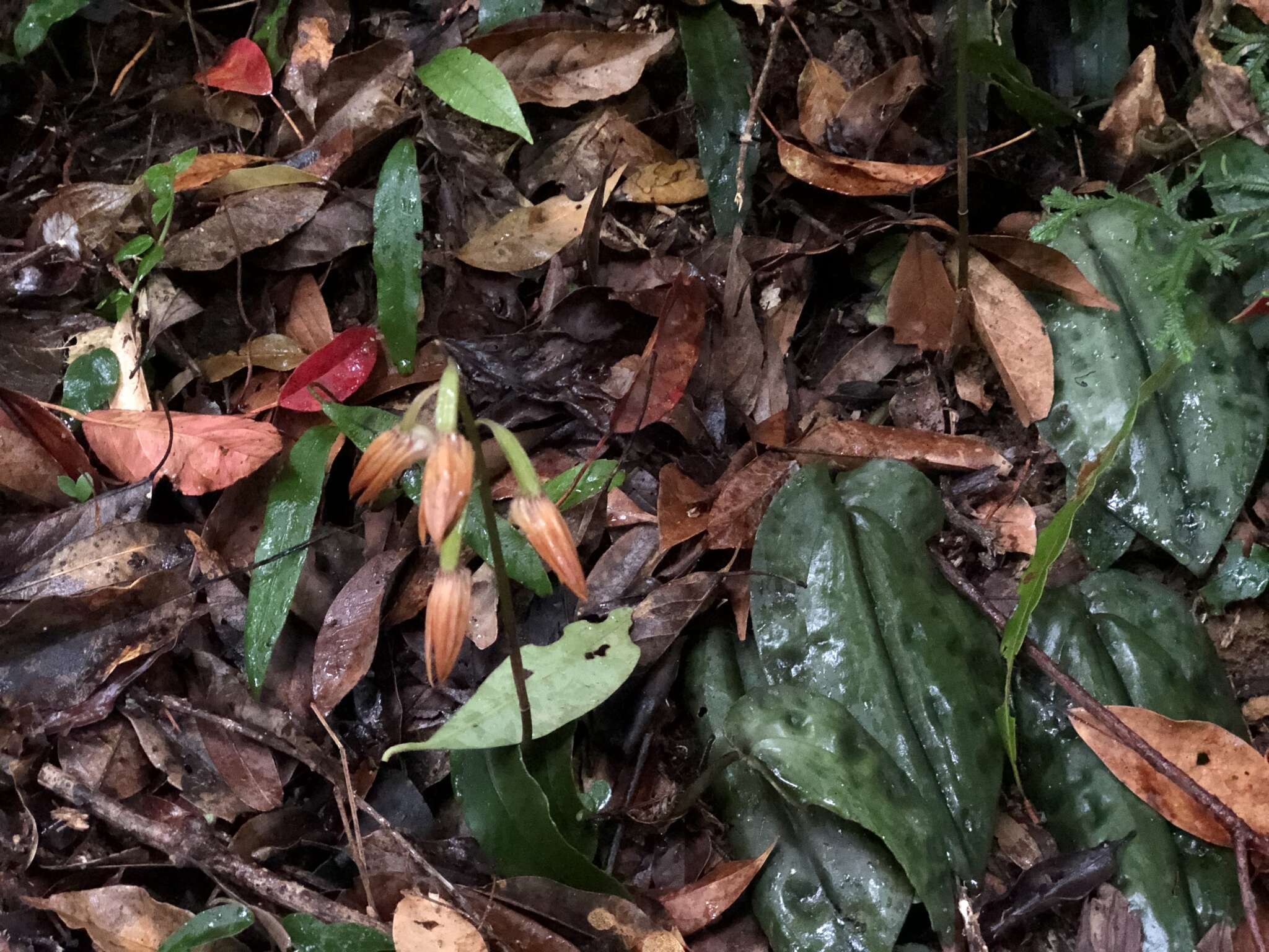 Image of Tainia cordifolia Hook. fil.