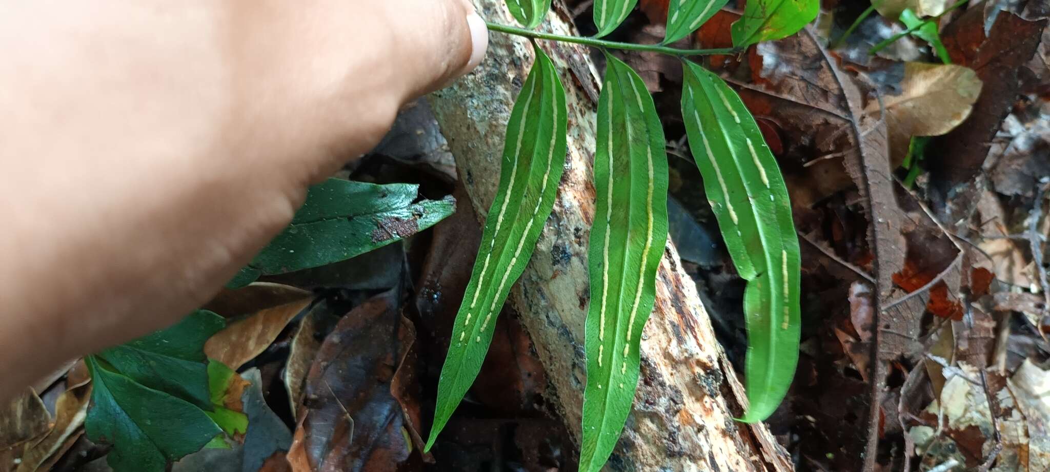 Image of ribbon fern