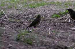 Image of Janpanese Thrush