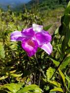 Image of Sobralia warszewiczii Rchb. fil.