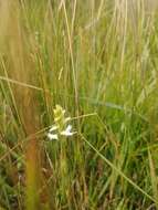 صورة Spiranthes diluvialis Sheviak