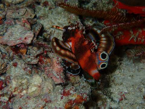 Image of Twinspot lionfish