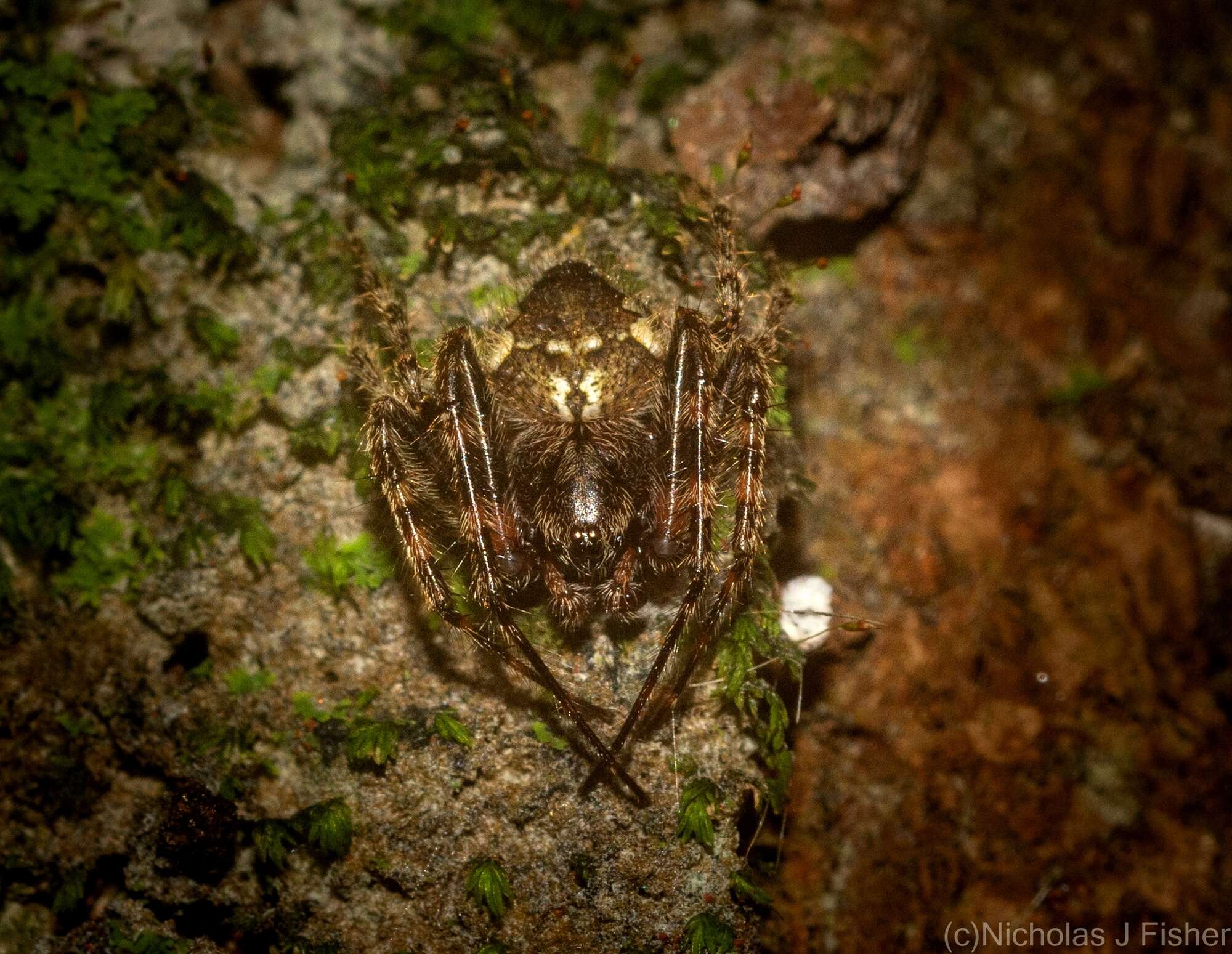 Image of Telaprocera maudae Harmer & Framenau 2008