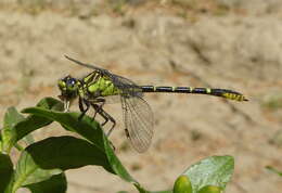 صورة Neogomphus molestus (Hagen ex Selys 1854)