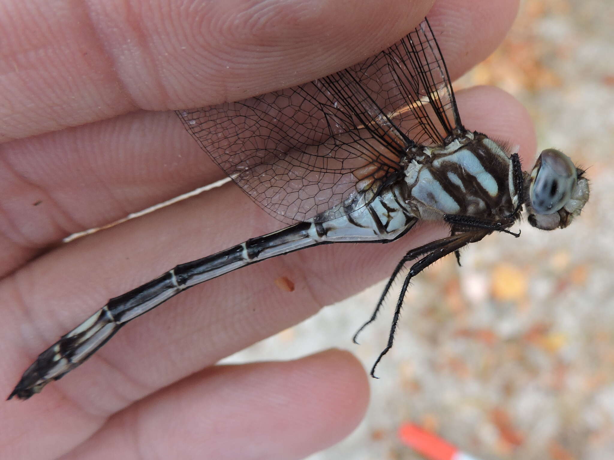 Image of Pale-faced Clubskimmer