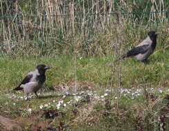 Imagem de Corvus cornix cornix Linnaeus 1758