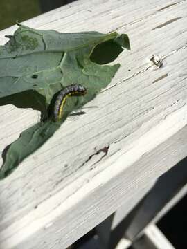 Image of Cross-striped Cabbageworm