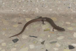 Image of White-spotted Supple Skink