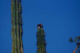 Image of Veracruz Wren