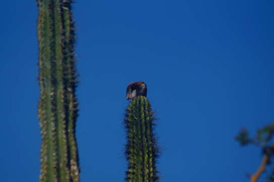 Image of Veracruz Wren