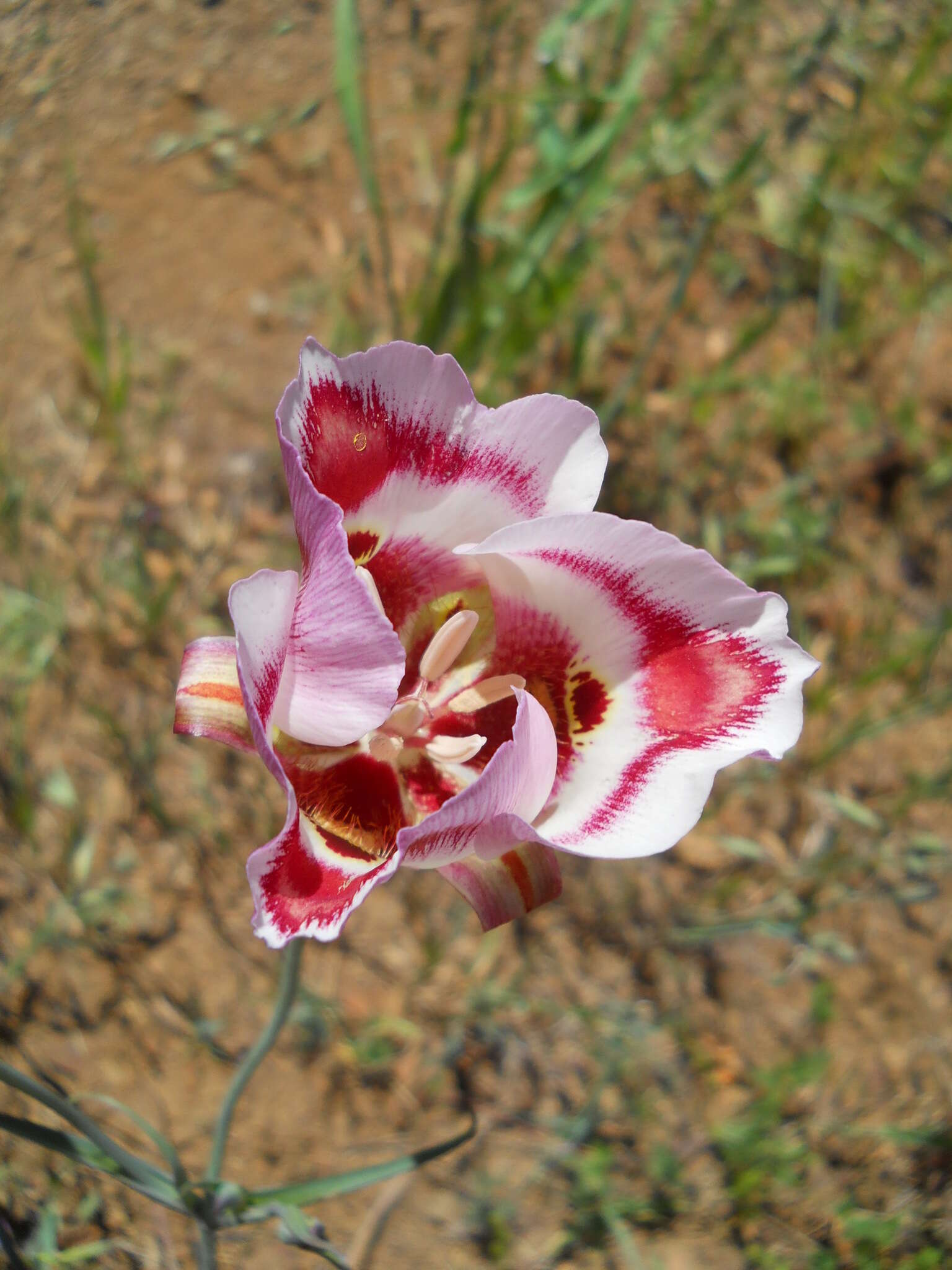 Image of butterfly mariposa lily