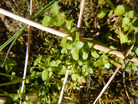 Image of thymeleaf bluet