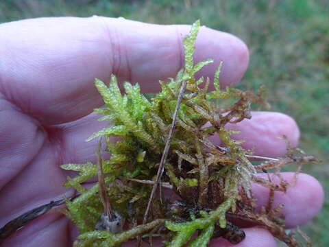 Image of pseudoscleropodium moss