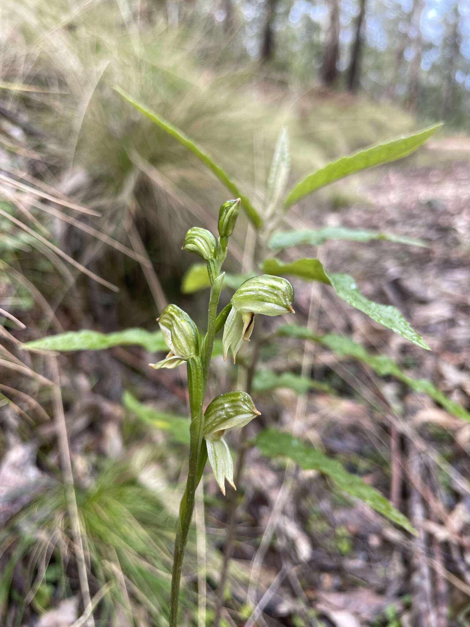 Image of Montane leafy greenhood