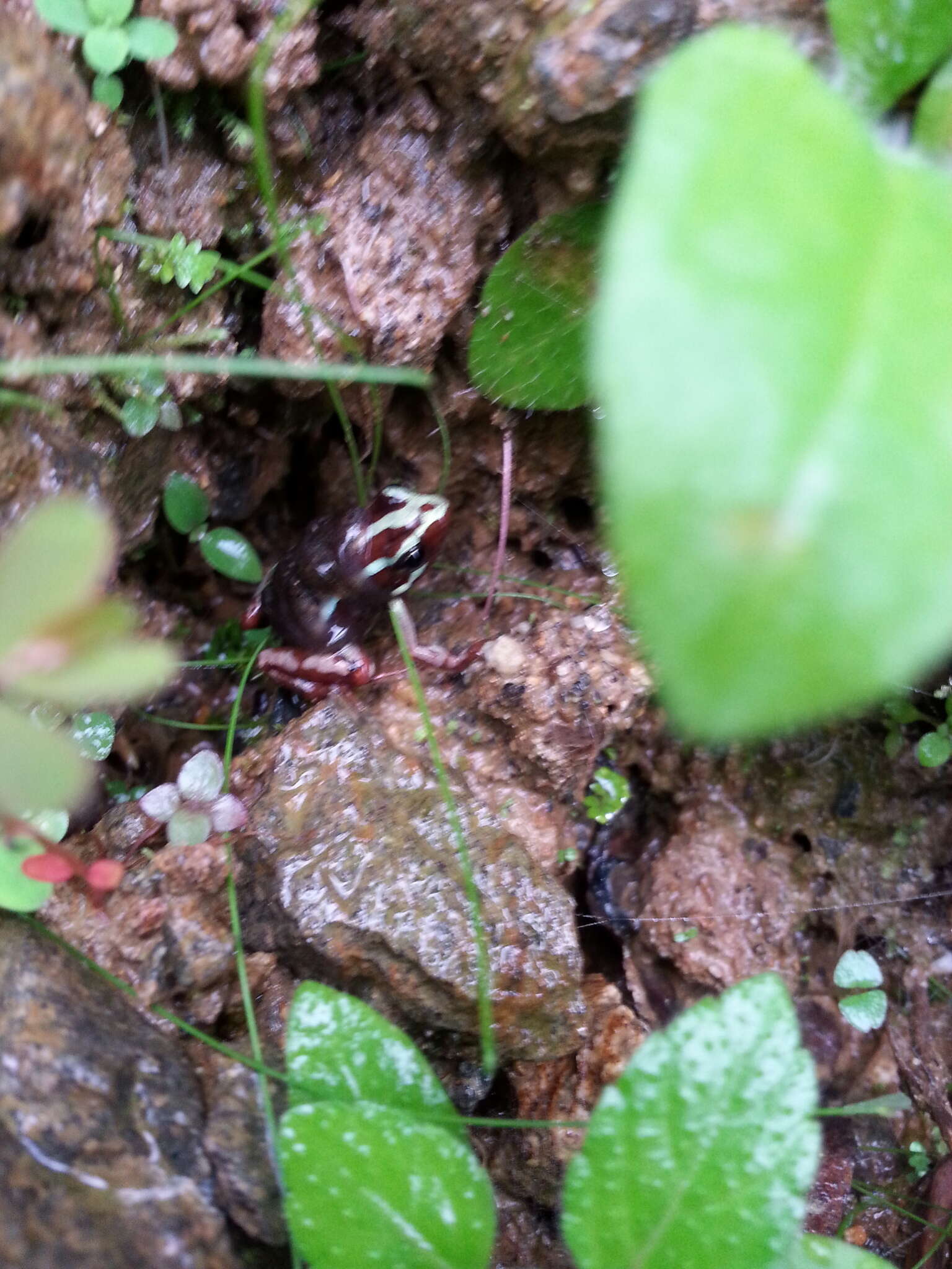 Image of Anthony's Poison-Arrow Frog