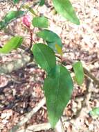 Image of southern crab apple